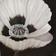 Chocolate Poppy