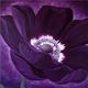 Purple Passion I