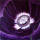 Purple Passion II