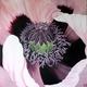 Oriental Poppy