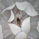 Inner Magnolia