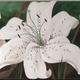 Tracy's Lilies