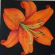 Debbys Tiger Lily