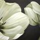 Kevins Tulips