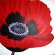 Sarahs Poppy