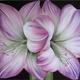 Amaryllis Amour