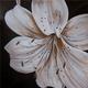 Laura's Lily