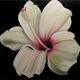 Spanish Hibiscus II