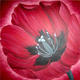 crimson passion
