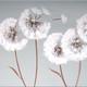 Frosty Dandelions