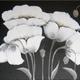 Snow Poppies