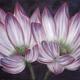Lotus Love