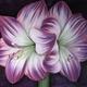 Amaryllis Amour