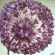  Allium Hearts 