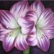 Amaryllis Amour