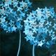 Midnight Allium Stars
