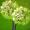 Spring Green Alliums