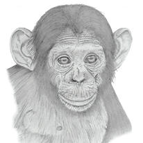 Chimpanzee