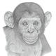 Chimpanzee
