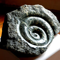 Ammonite
