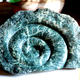 Ammonite