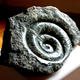Ammonite