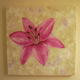 Cerise orchid series | (sold) | 90 x 90cm | Acrylic on canvas Cerise orchid series