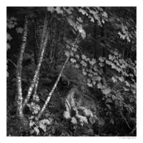 Beddgelert Forest 1
