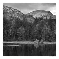 Beddgelert Forest 2