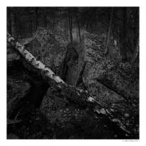 Birch, Stanton Moor