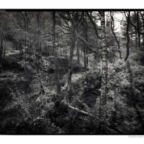 hidden Coed Llyn Y Garnedd