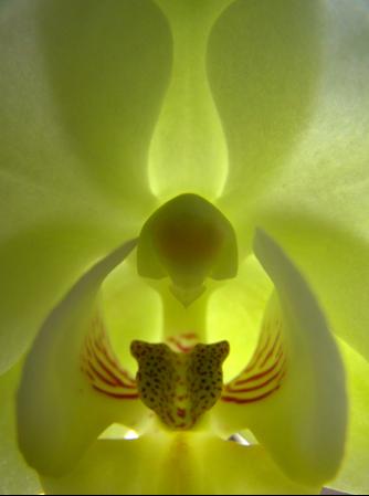 Orchid