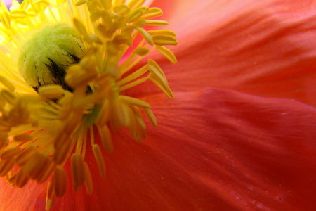 Icelandic Poppy
