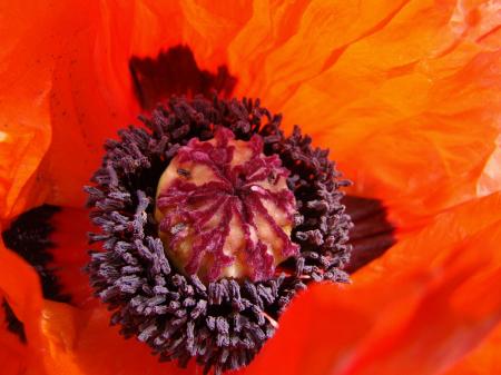 Red Poppy