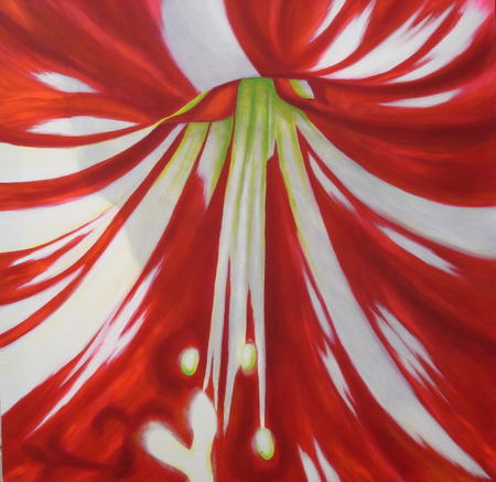Amaryllis