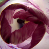 Raspberry Ripple