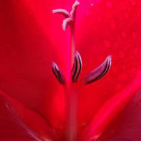Gladioli