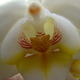 Orchid
