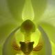Orchid