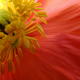 Icelandic Poppy