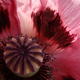 Poppy