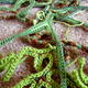 Vines