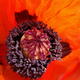Red Poppy