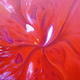 Red Iris