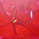 Red Iris II