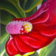 Anthurium