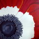 Anemone