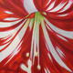 Amaryllis
