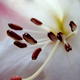 Rhododendron