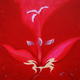 Gladioli
